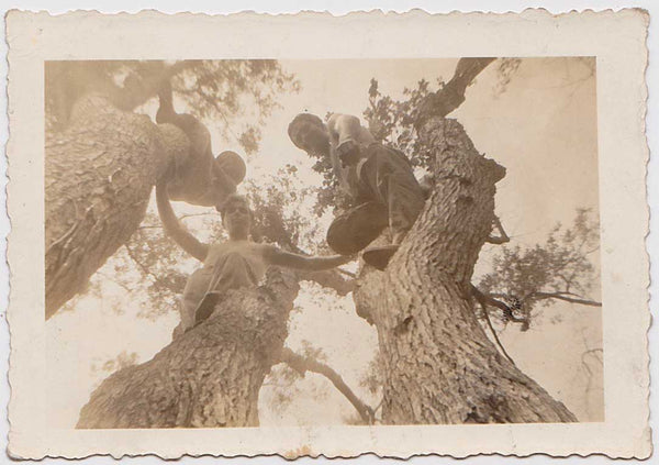 Three Men in Tree vintage snapshot