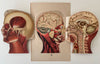 Fold-out Anatomical Diagram of Male Head