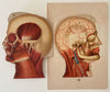Fold-out Anatomical Diagram of Male Head