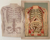 Fold-out Anatomical Diagram of Woman's Torso