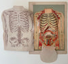 Fold-out Anatomical Diagram of Woman's Torso