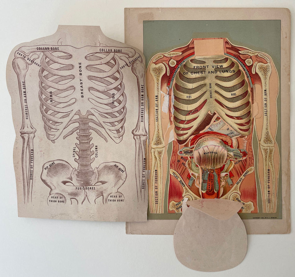 Fold-out Anatomical Diagram of Woman's Torso – Homobilia