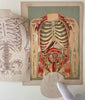 Fold-out Anatomical Diagram of Woman's Torso