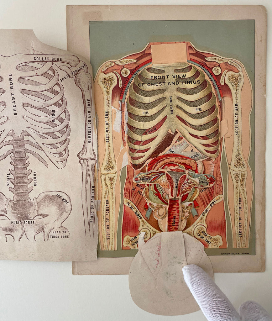 Fold-out Anatomical Diagram of Woman's Torso – Homobilia