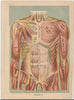 Fold-out Anatomical Diagram of Woman's Torso