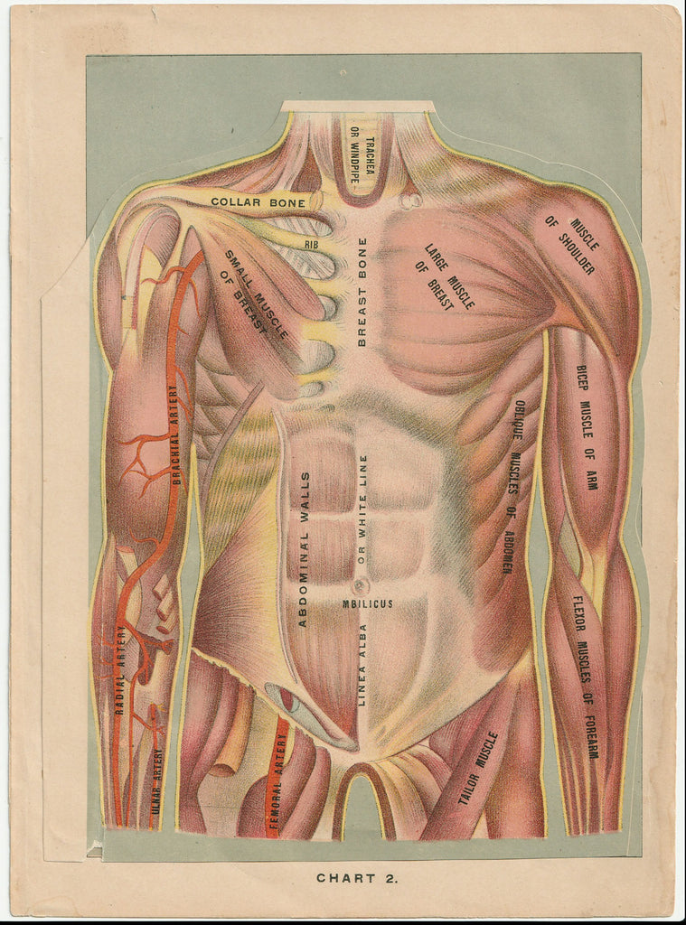 Fold-out Anatomical Diagram of Woman's Torso