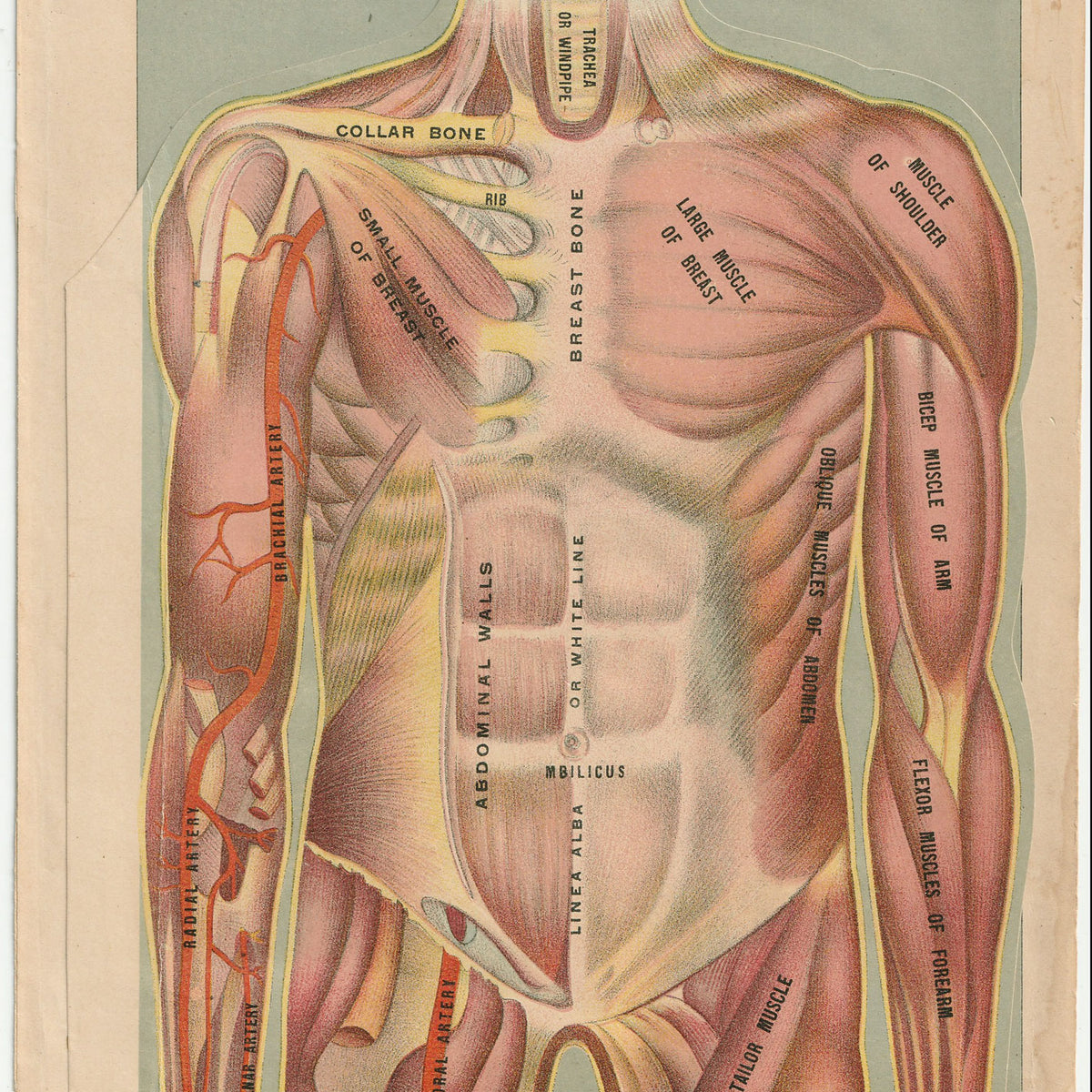 Fold-out Anatomical Diagram of Penis and Testicles – Homobilia