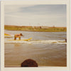 Judy the Elephant on Water Skis vintage color Kodak photo 1970.