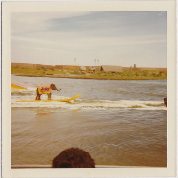 Judy the Elephant on Water Skis vintage color Kodak photo 1970.