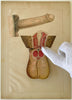 Fold-out Anatomical Diagram of Penis and Testicles