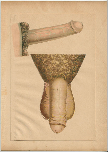 Fold-out Anatomical Diagram of Penis and Testicles c. 1910