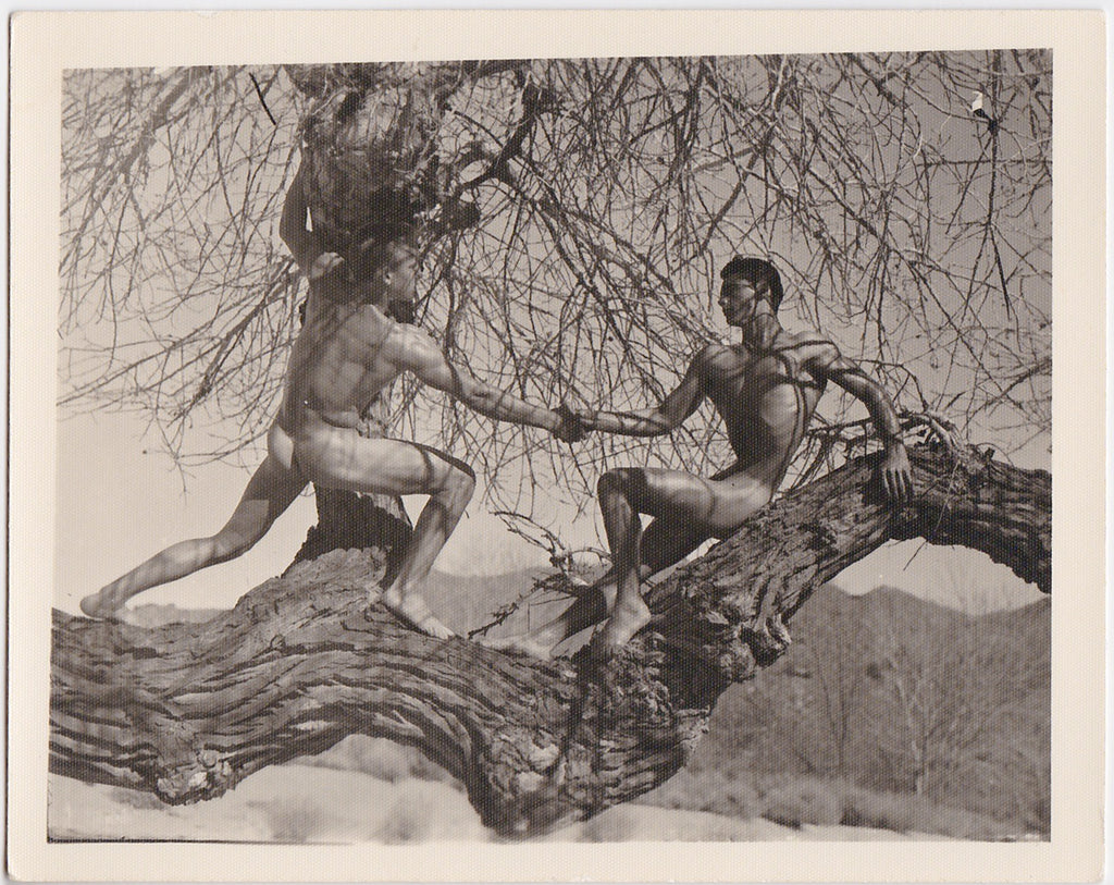 Early vintage physique photo of two nude men holding hands while they're up in a massive tree.