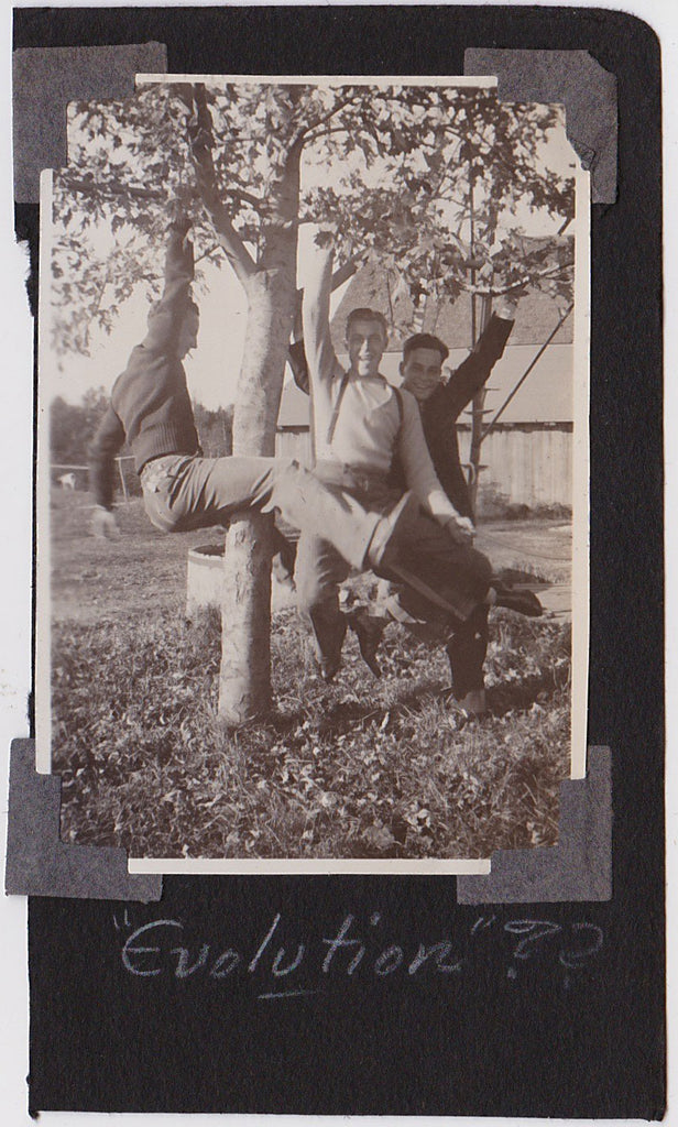 vintage snapshot 3 men hanging from the branches of a tree