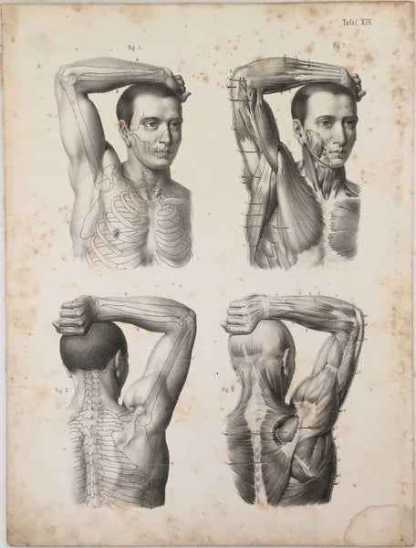 Anatomy Engraving: Male Arm and Shoulder Engraving 1854