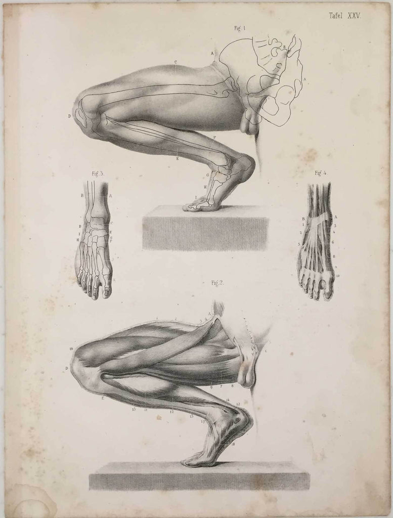 Anatomy Engraving: Male Leg and Feet Vintage engraving 1854