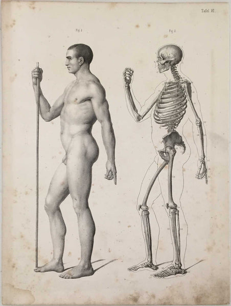 Anatomy Engraving: Male Skeleton