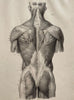 Anatomy Engraving: Male Body Back View