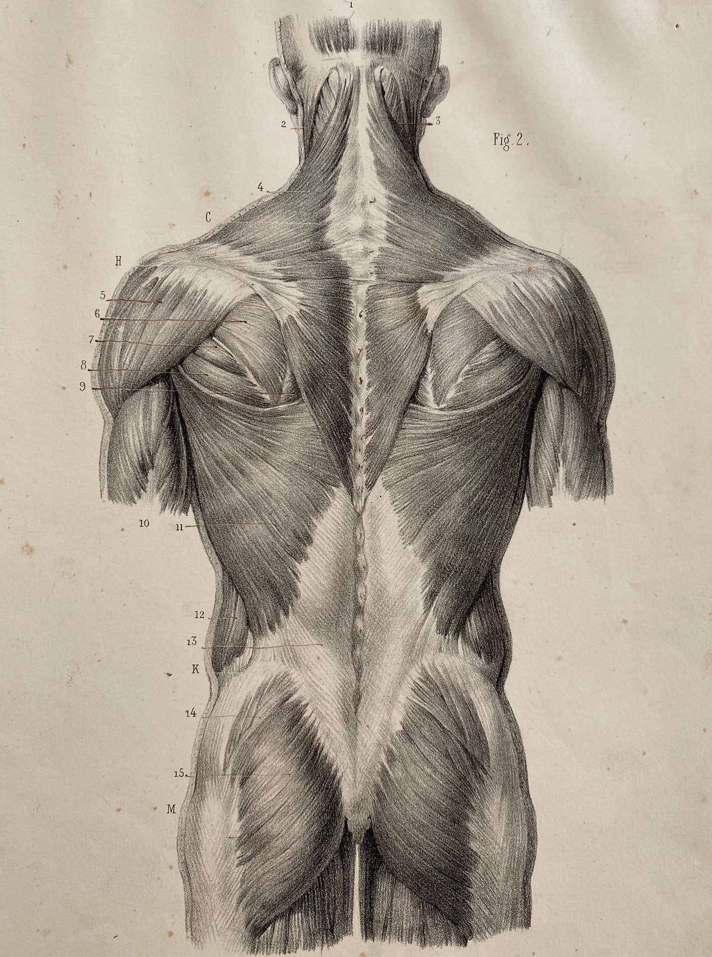 Anatomy Engraving: Male Body Back View – Homobilia