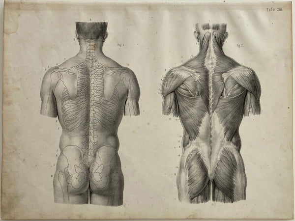 Anatomy Engraving: Male Body Back View Vintage Engraving 1854