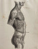 Anatomy Engraving: Male Body Side View
