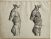 Anatomy Engraving: Male Body Side View Vintage Engraving 1854