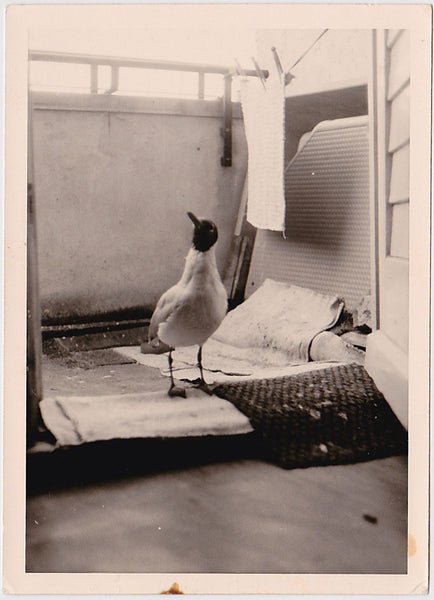 Laughing Gull on Sill vintage snapshot