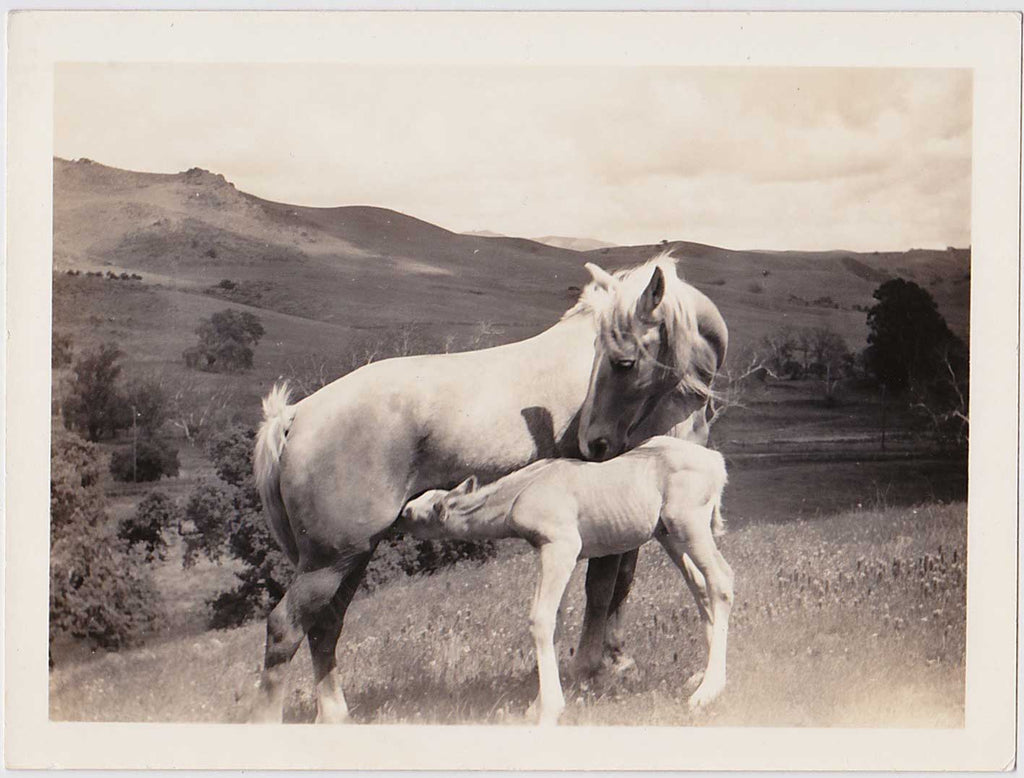 Mare and Colt Vintage Snapshot