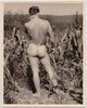 Anonymous Nude in Cornfield vintage physique photo