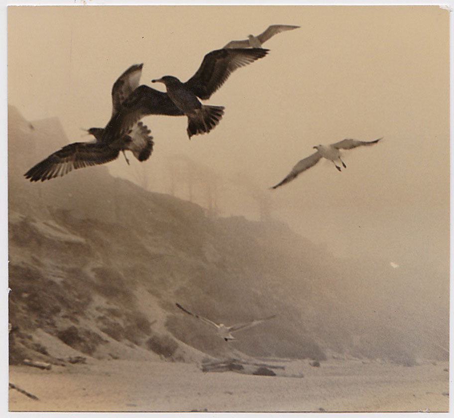 Juvenile Gulls Foggy Beach vintage sepia snapshot